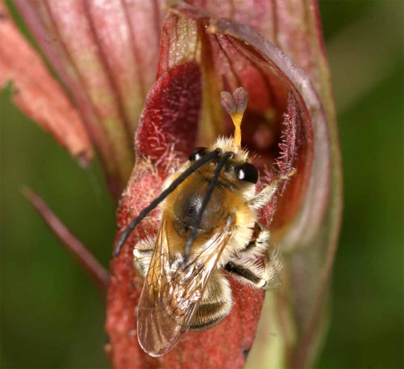 Pollinisateur de Serapias vomeracea Pol_vo11