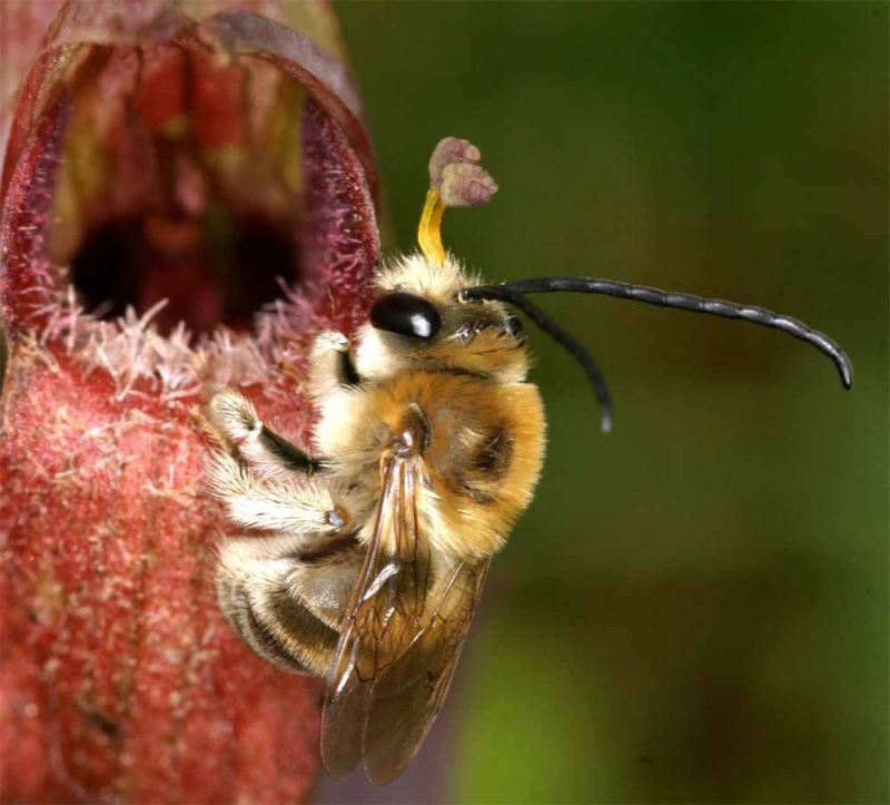 Pollinisateur de Serapias vomeracea Pol_vo12