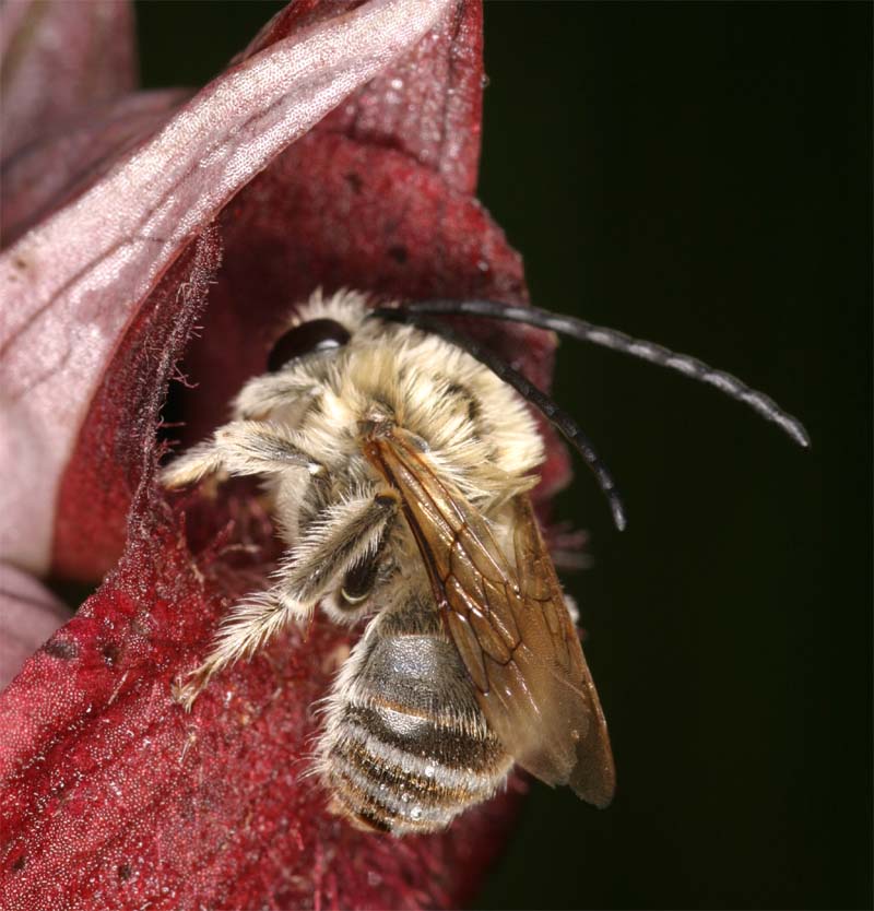 Serapias cordigera ( Sérapias en coeur ) Ser_co10