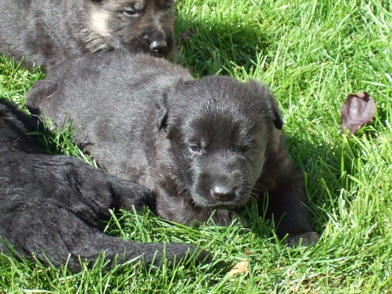 chiots berger allemand noir et noir et feu - Page 5 Dscf0022