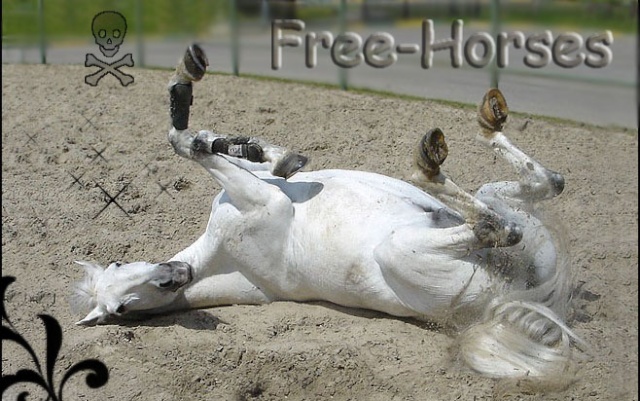 *~* Free-horses *~*