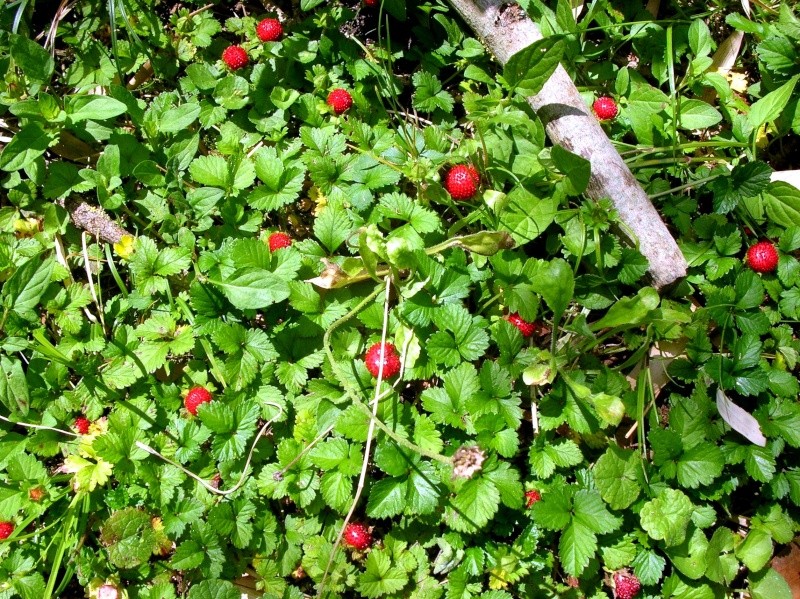 jel'appelle la fraise de madame pistou mais je fais erreur Dscn1910