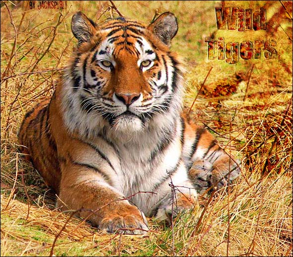 ||Wild Tigers|| Logo10