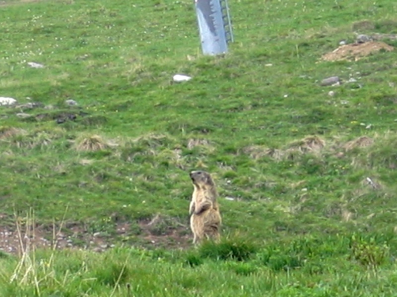 Balade tignarde Marmot10