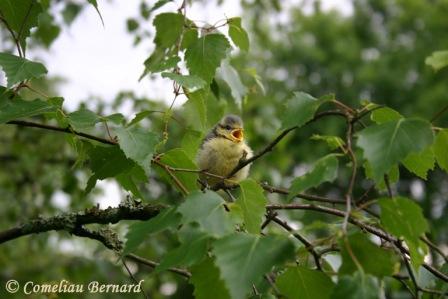 Mésange bleue Jeune_10