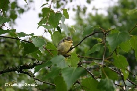 Mésange bleue Jeune_11