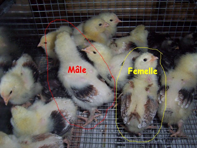 Sexage Des Poussins Faverolles Fiches Techniques Nimo