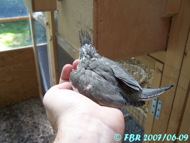 Saison de reproduction 2007 des oiseaux de Frabil - Page 17 Ed_sf_12