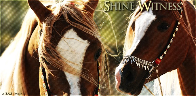 > Recherche cheval xD Shine_10