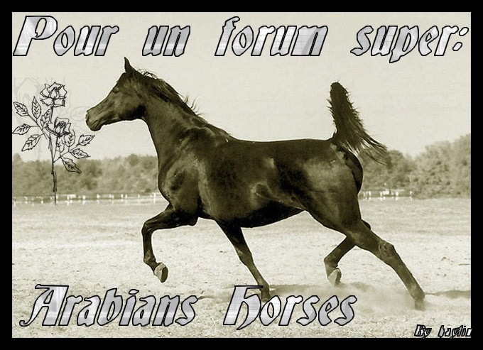 Pour Arabians Vive_a10