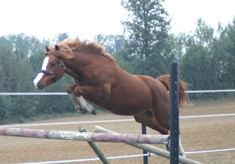 Mister Brown des Hyppocampes Equusm10