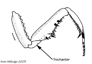 Hierodula grandis ou Sphodromantis lineola lineola Trocha10