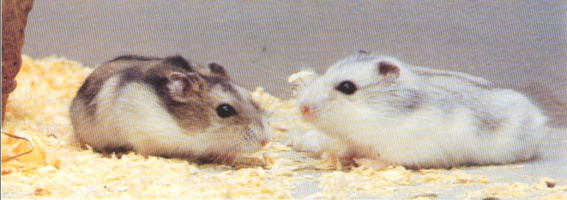 - Hamsters - Hamste12