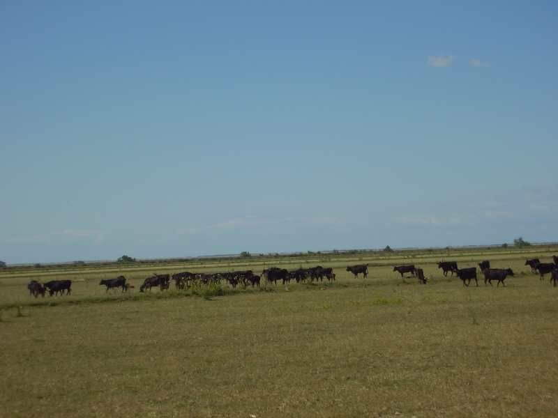 petite escapade en camargue P5290012