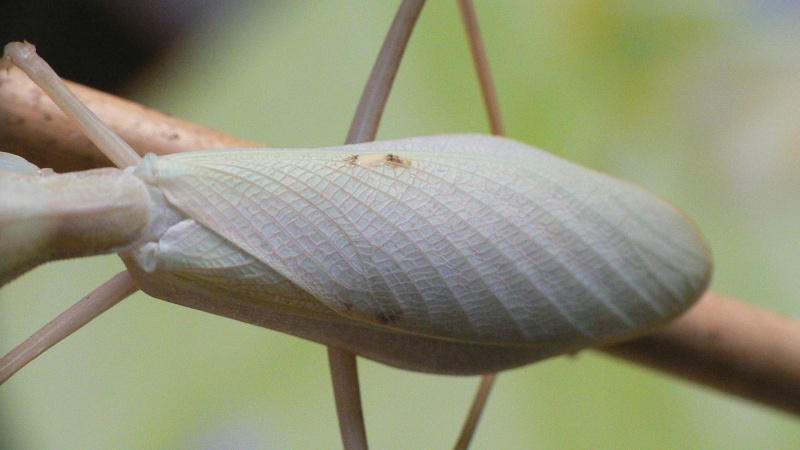 Hierodula grandis ou Sphodromantis lineola lineola 00610