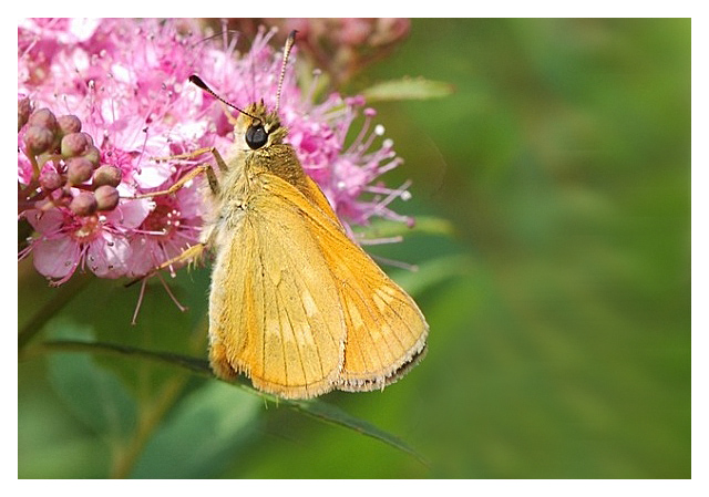 Un tour au jardin Papill15