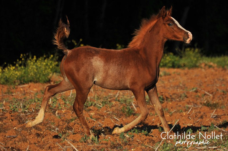 Poulain Arabe 2011 - Potentiel dressage/sport Battal20