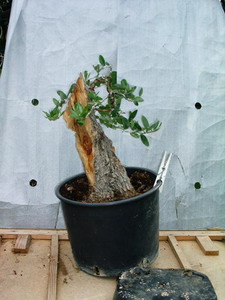 bonsai et prébonsai d'oliviers: les troncs... Olivo410