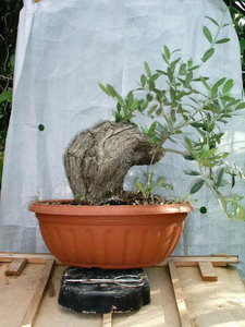 bonsai et prébonsai d'oliviers: les troncs... Olivo510