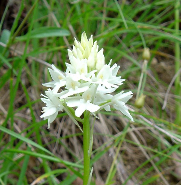 Anacamptis pyramidalis (Orchis pyramidale) Pyramb10