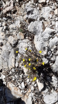 superbe rando avec chemin en crête Ste_co25