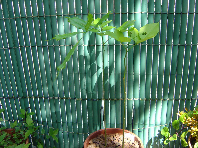 Millettia pinnata - Pongamia pinnata -  Semis_10