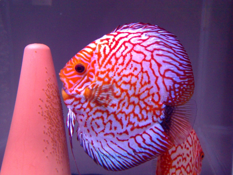 repro discus Fred 03032010