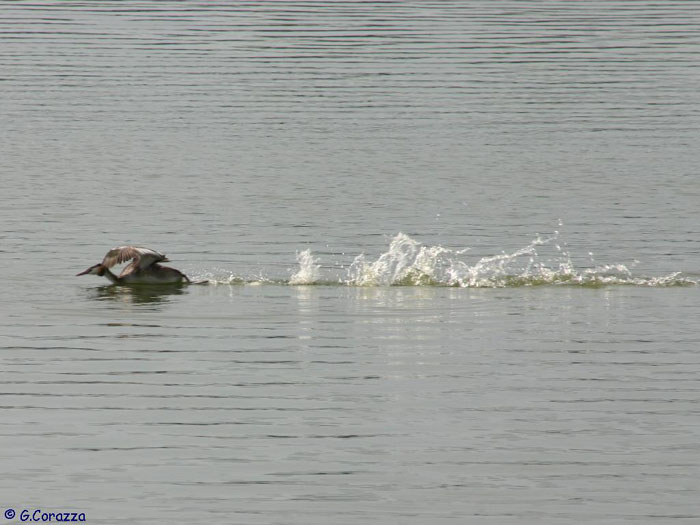 animaux,oiseaux ...etc!....tout simplement! - Page 3 Grebe_10