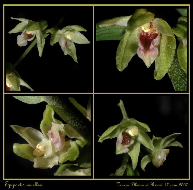 Epipactis muelleri ( Epipactis de Müller ) Rmuell12