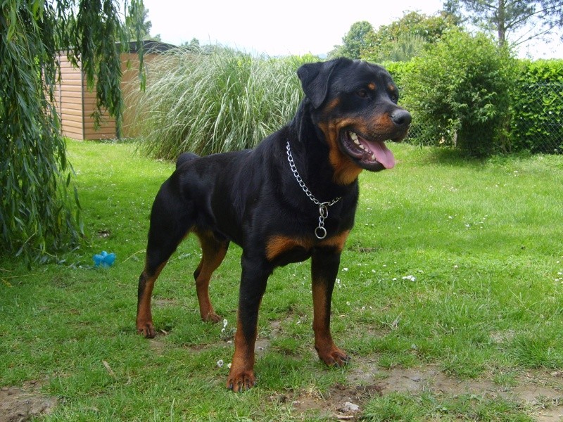 Sniper le Rott S6000612