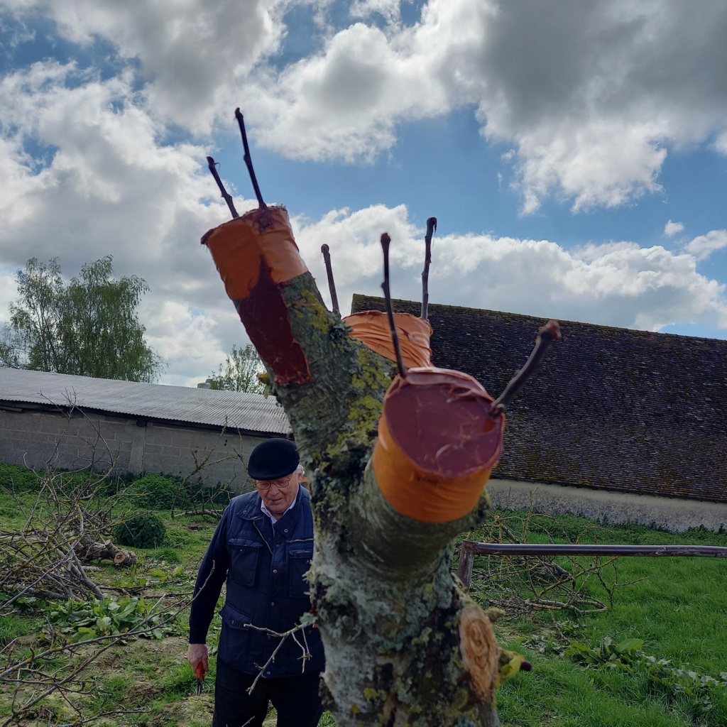 Greffes, boutures et marcottage de fruitiers - Page 3 20240427