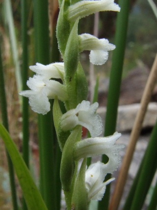 Spiranthes aestivalis  ( Spiranthe d'été ) Dscf9012