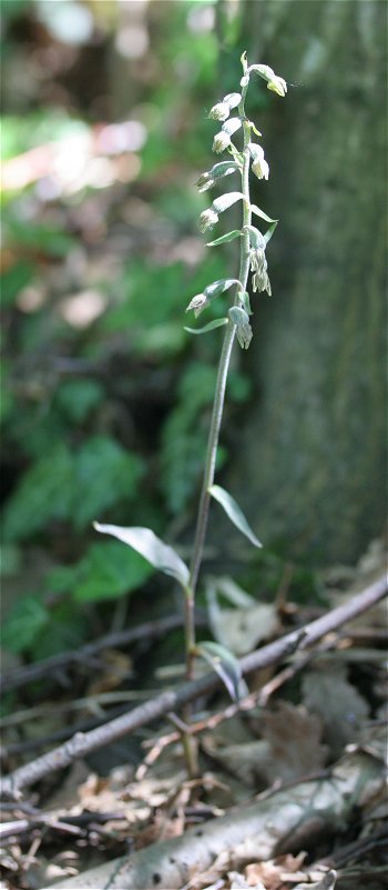 Epipactis microphylla Epipac11