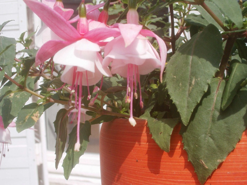 Amis des fuchsias : Bonjour ! 50620010