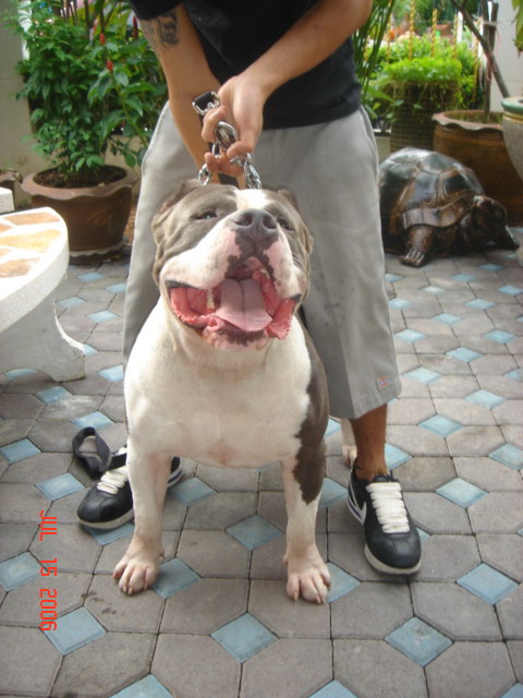 American staff type BULLY!!! Photo210