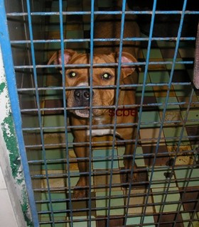 cage 37 amstaff --> PRIORITE tres urgent P1010016