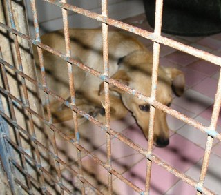 SUNNY petit croisé, cage 19 TRES URGENT P1010030