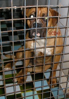 BABOUCHE, cage 31, chiot boxer femelle P1010037