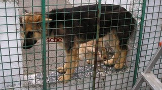 Chiot croisée BA femelle, cage ext. P1010045