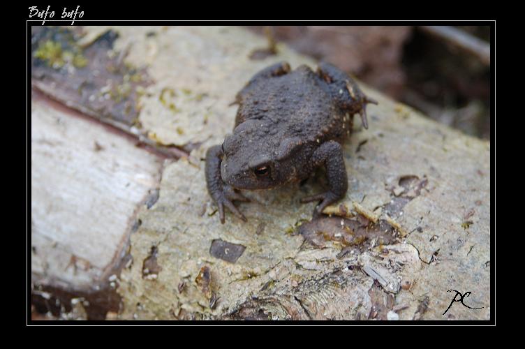 Reportage photos de la faune française Bufo10