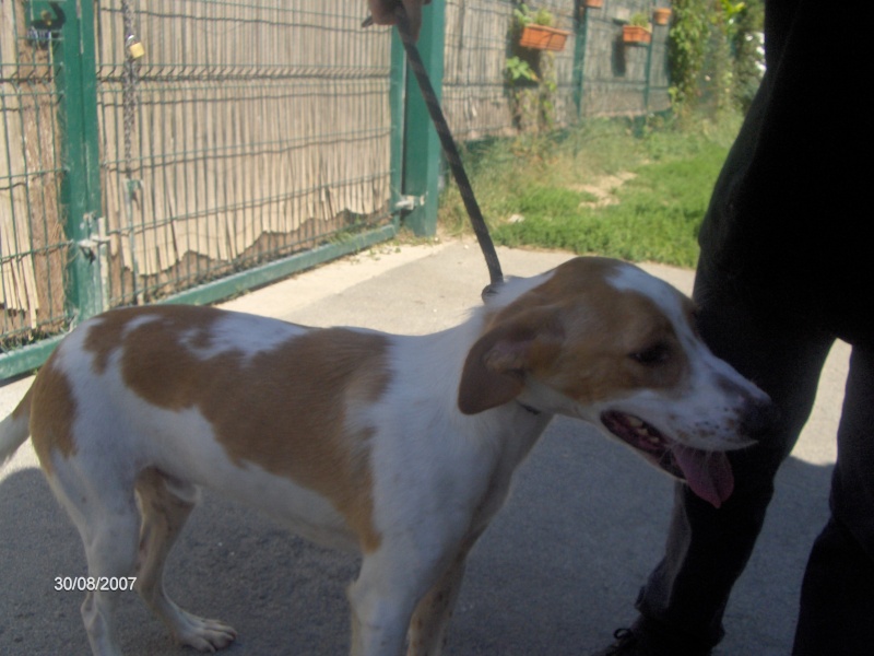 KINDER, type beagle mâle, 3 ans (17) Chien_11