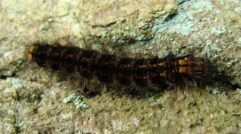 Chenille sur tronc de chêne. [Eilema griseola] Dsc00110