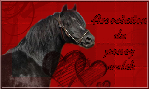 Assocation Des Poneys Welsh