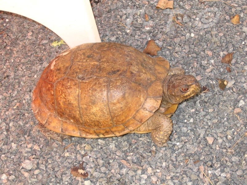 quelle est l'origine de cette tortue ? Coquin11