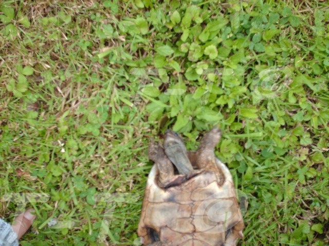 urgent quel est l'espece de cette tortue blesse gravement - Page 3 Oscarb10