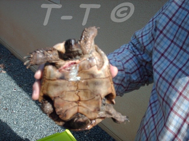 urgent quel est l'espece de cette tortue blesse gravement - Page 4 Plaieo10