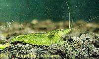 Caridina cf Babaulti sp green ( babaulti green) Grune10