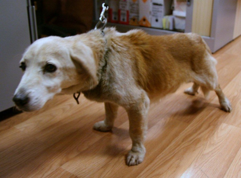 UNE FA DE TOUTE URGENCE POUR LE SORTIR DE FOURRIERE !! Chien-17