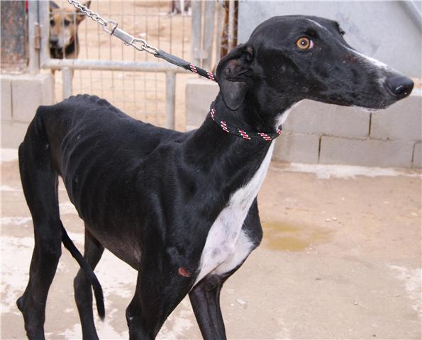 Galgos esprant pouvoir tre rapatris en France... Hera2r10