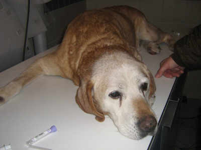 PAUVRE LABRADOR DE 13 ANS !!!! abandonn  cet age ! triste tat !! Lab-410